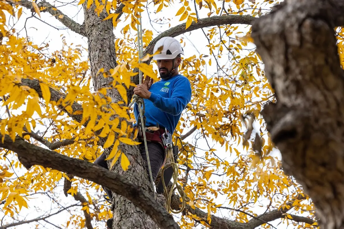 Skilled Tree Transplanting crew working in Castleford